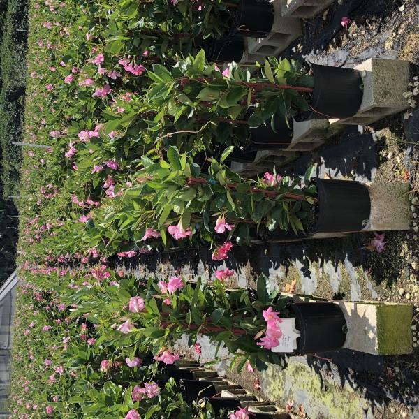 Mandevilla X Mini Pink, Trellis - View 8 from www redcrocus com