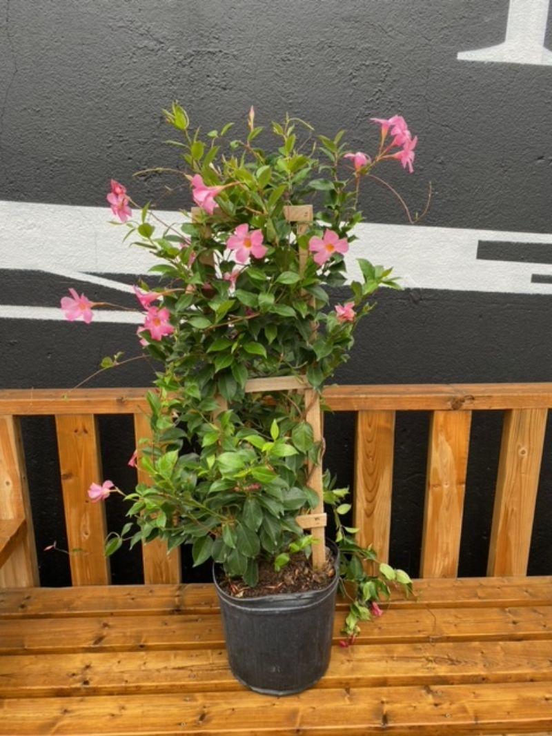 Mandevilla X Mini Pink Trellis - View 10 from www redcrocus com