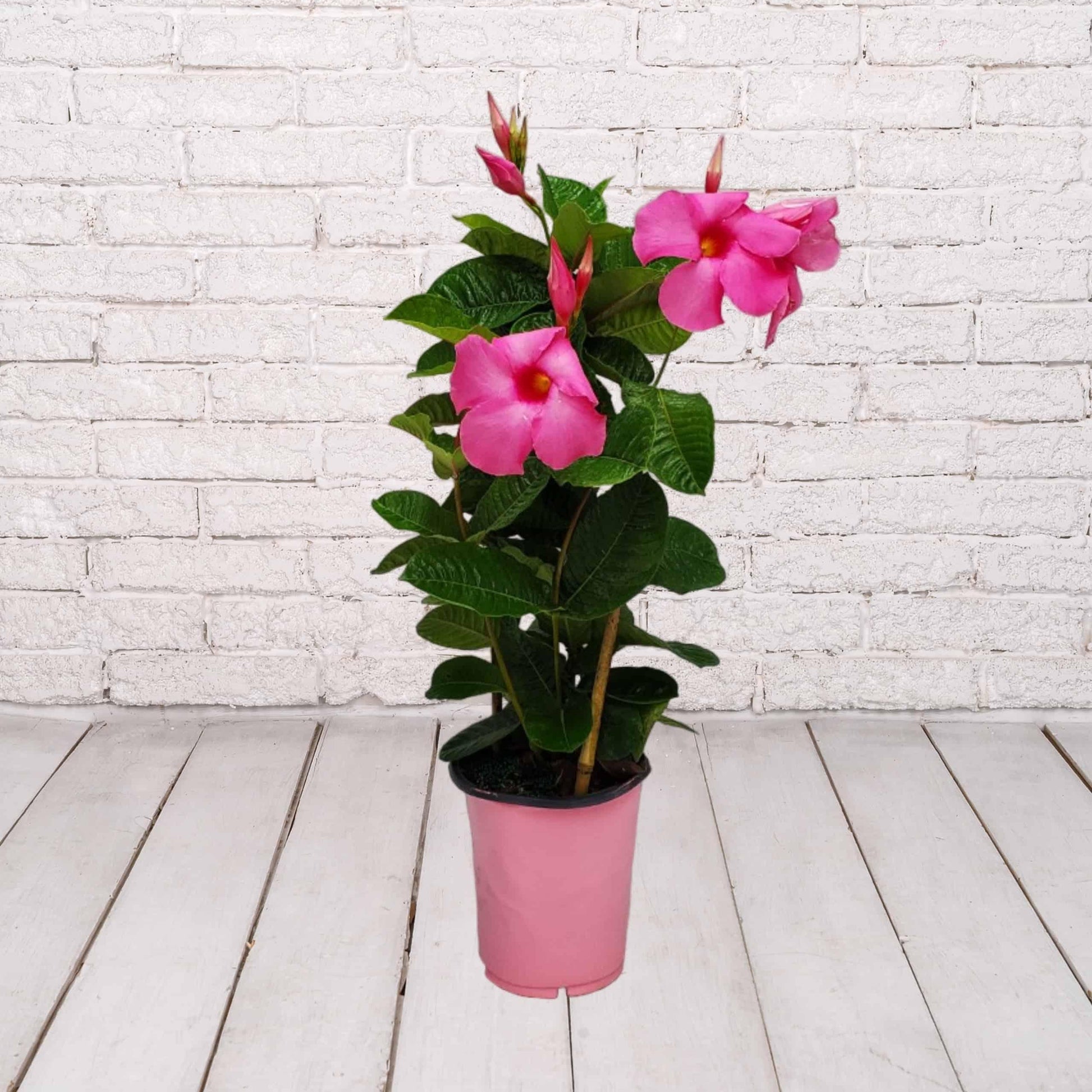 Mandevilla X Mini Pink Trellis - View 11 from www redcrocus com