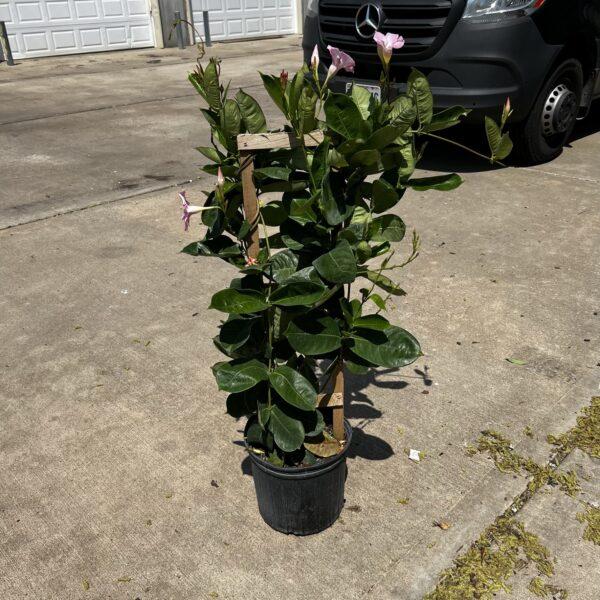 Mandevilla X Mini Pink Trellis - View 14 from www redcrocus com