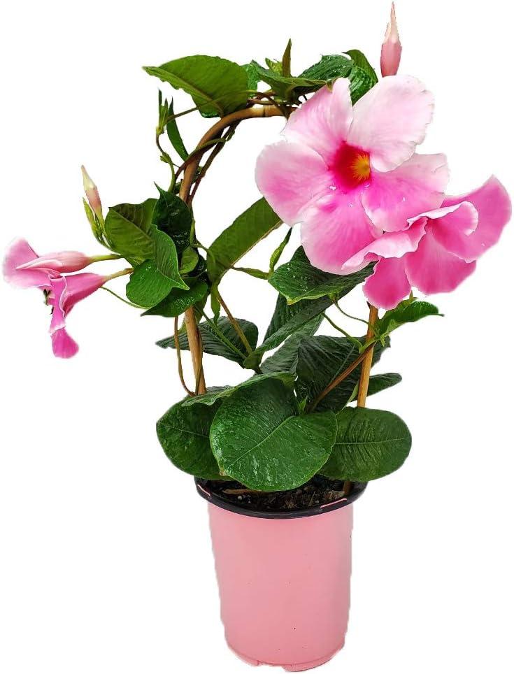 Mandevilla X Mini Pink Trellis - View 15 from www redcrocus com