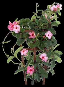 Mandevilla X Mini Pink Trellis - View 16 from www redcrocus com