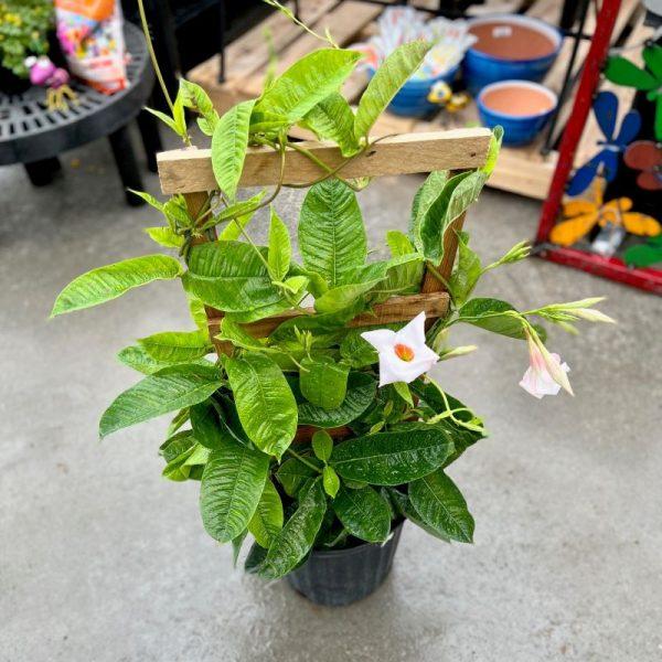 Mandevilla X Mini Pink Trellis - View 19 from www redcrocus com
