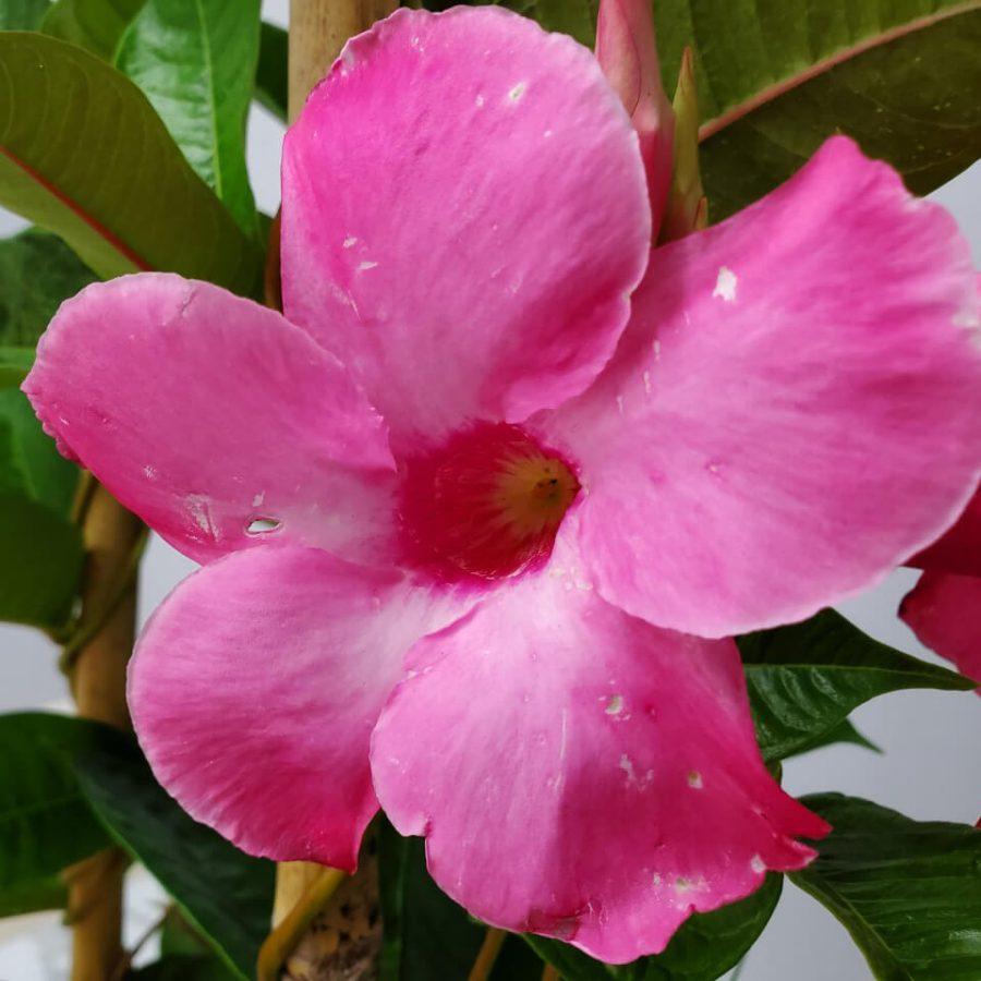Mandevilla X Mini Pink Trellis - View 4 from www redcrocus com