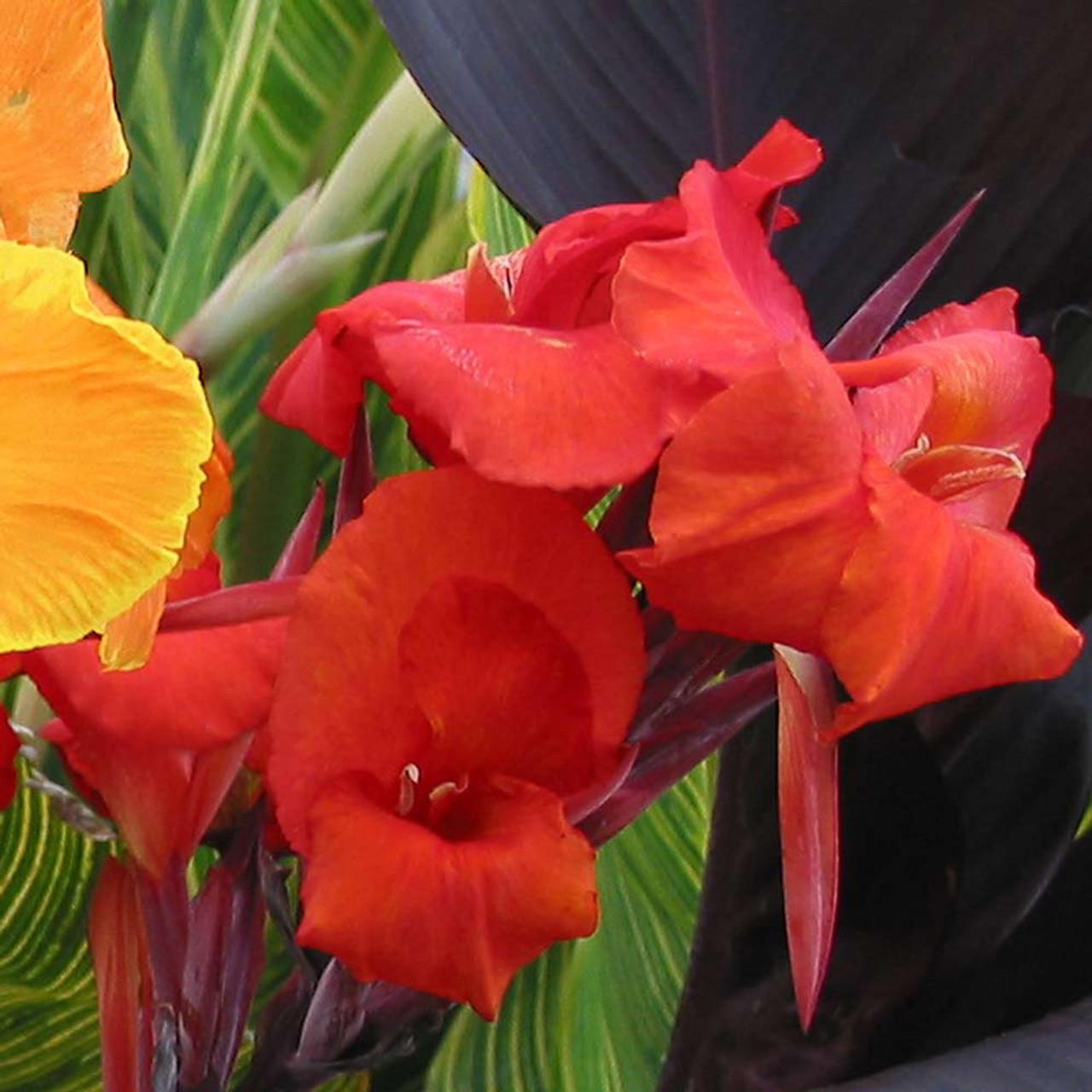 Canna Tropicanna Black - View 10 from www redcrocus com