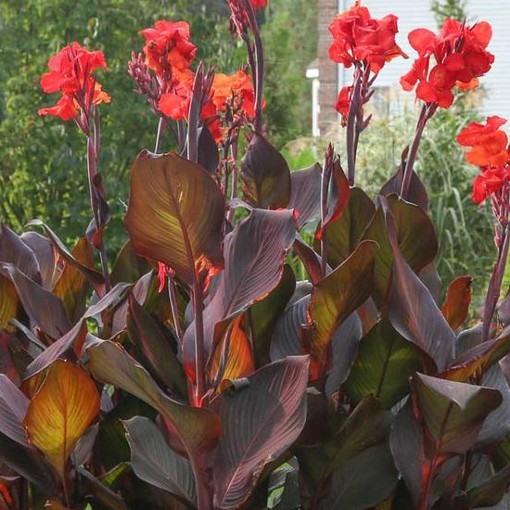 Canna Tropicanna Black - View 11 from www redcrocus com
