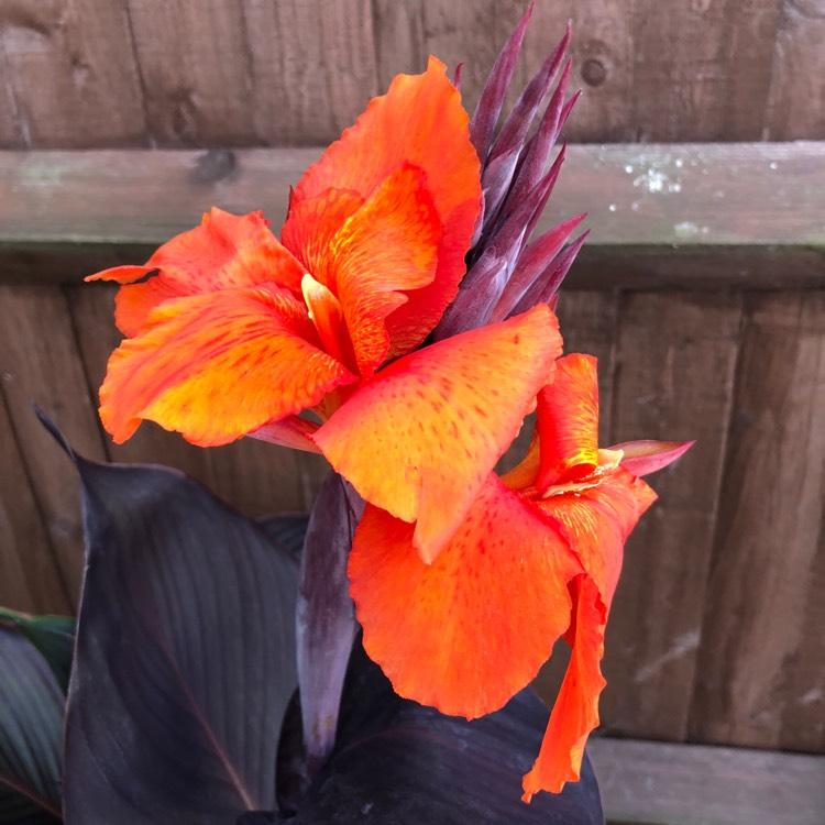 Canna Tropicanna Black - View 13 from www redcrocus com