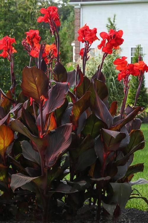 Canna Tropicanna Black - View 14 from www redcrocus com