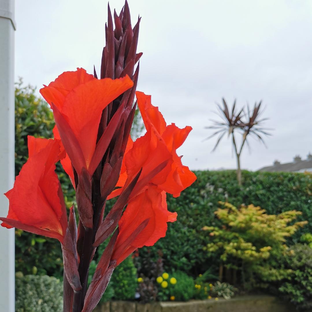 Canna Tropicanna Black - View 16 from www redcrocus com
