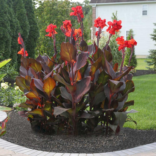 Canna Tropicanna Black - View 1 from www redcrocus com