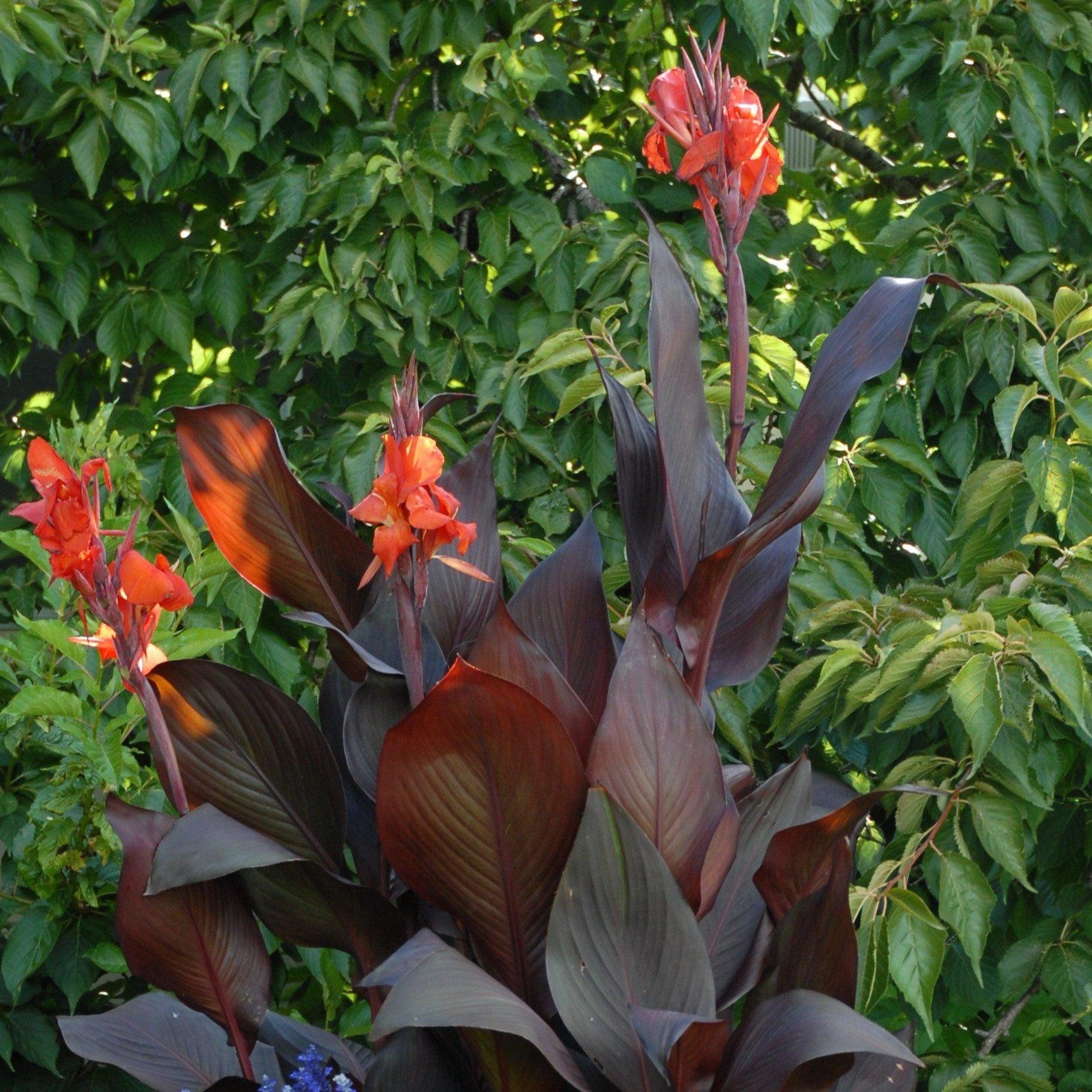 Canna Tropicanna Black - View 2 from www redcrocus com