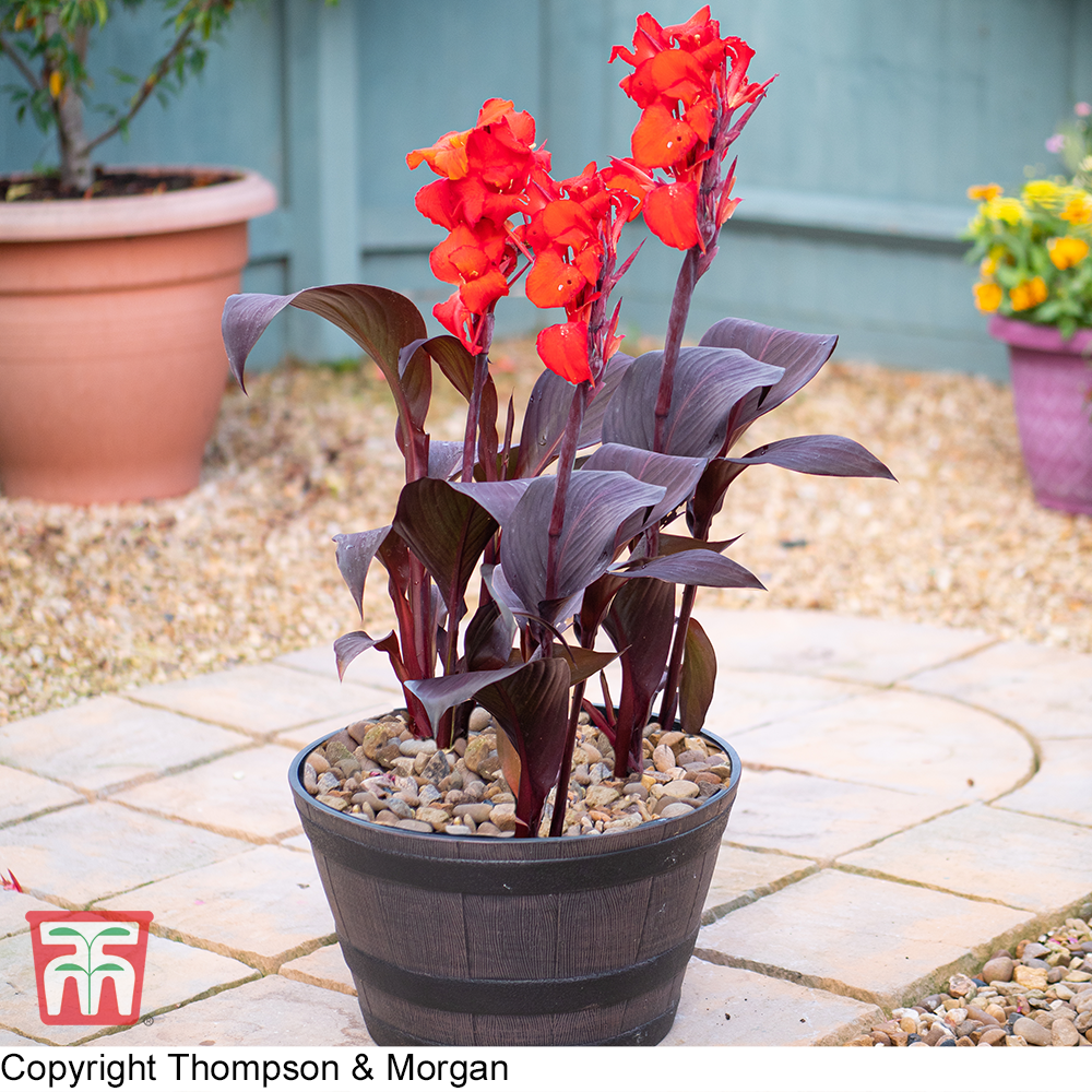 Canna Tropicanna Black - View 4 from www redcrocus com