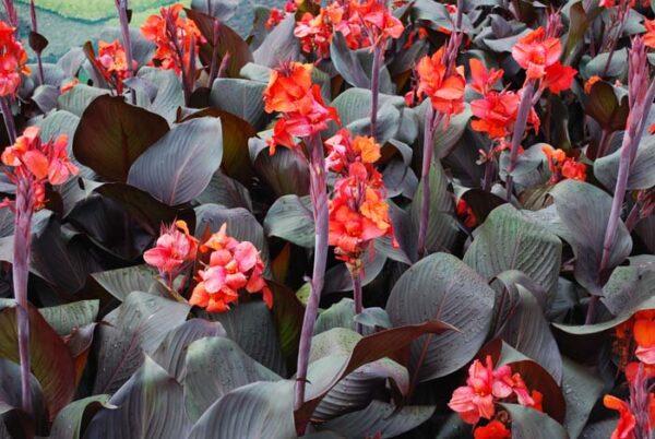 Canna Tropicanna Black - View 5 from www redcrocus com