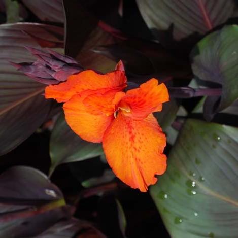 Canna Tropicanna Black - View 6 from www redcrocus com