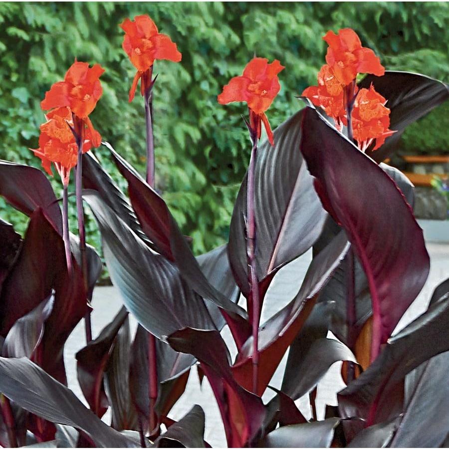 Canna Tropicanna Black - View 7 from www redcrocus com