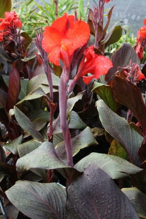 Canna Tropicanna Black - View 8 from www redcrocus com