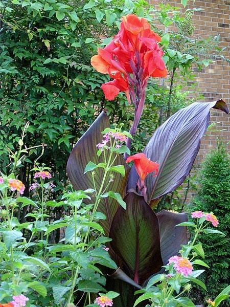 Canna Tropicanna Black - View 9 from www redcrocus com