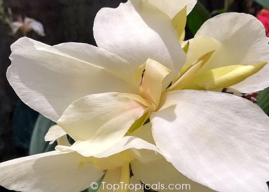Canna Alaska White - View 10 from www redcrocus com