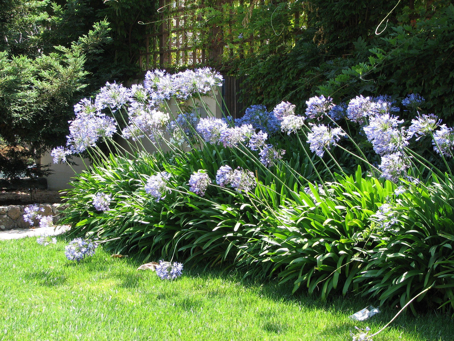 Agapanthus X Indigo Princess - View 10 from www redcrocus com