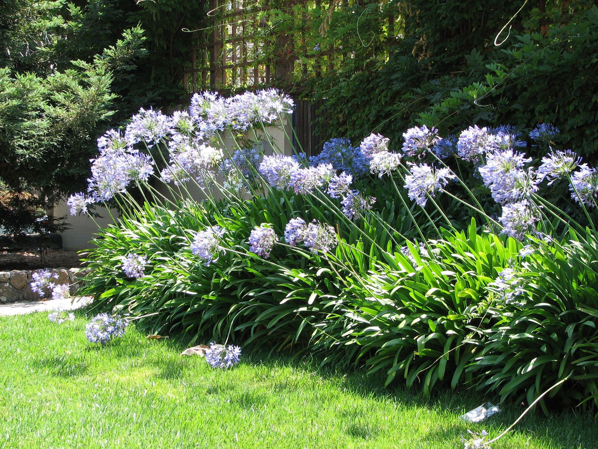 Agapanthus X Indigo Princess - View 10 from www redcrocus com