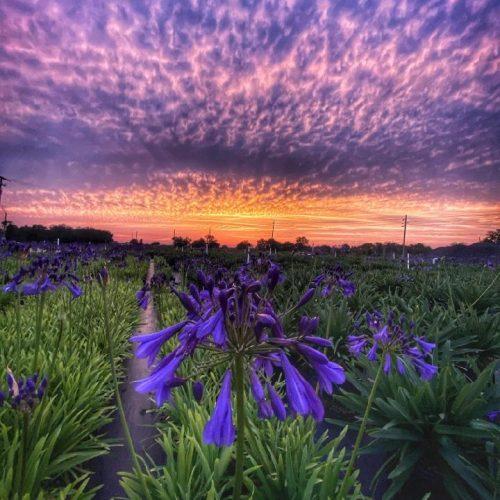 Agapanthus X Indigo Princess - View 11 from www redcrocus com