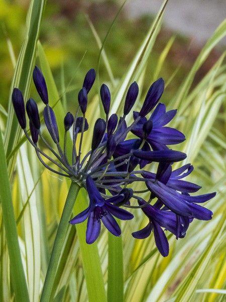 Agapanthus X Indigo Princess - View 15 from www redcrocus com