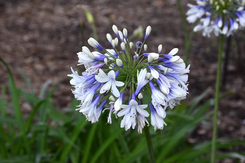 Agapanthus X Indigo Princess - View 16 from www redcrocus com