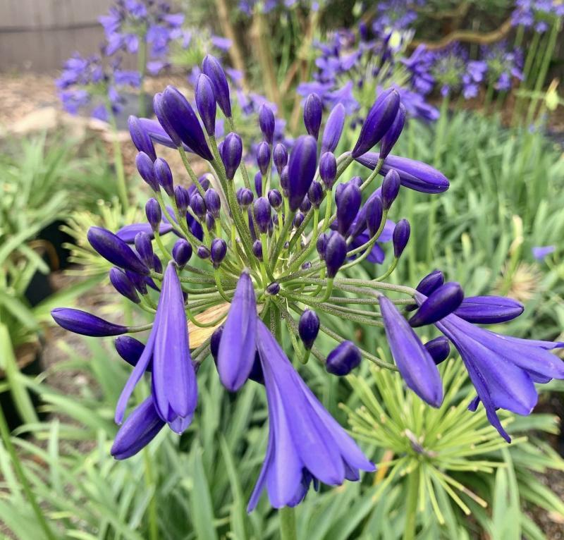 Agapanthus X Indigo Princess - View 1 from www redcrocus com