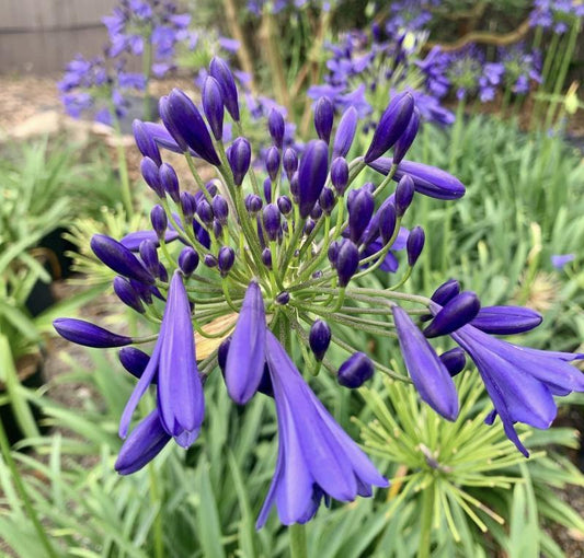 Agapanthus X Indigo Princess - View 1 from www redcrocus com