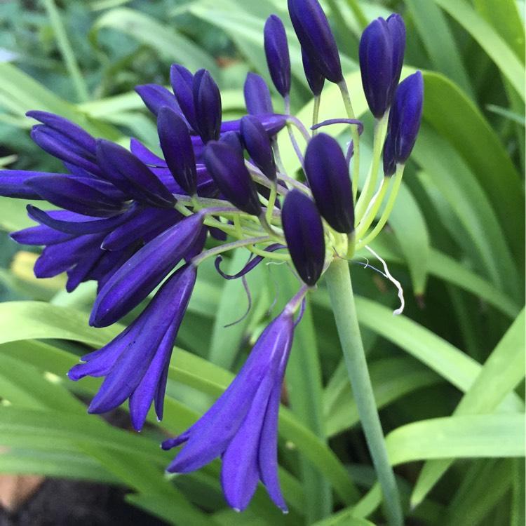 Agapanthus X Indigo Princess - View 2 from www redcrocus com
