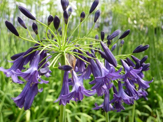 Agapanthus X Indigo Princess - View 3 from www redcrocus com