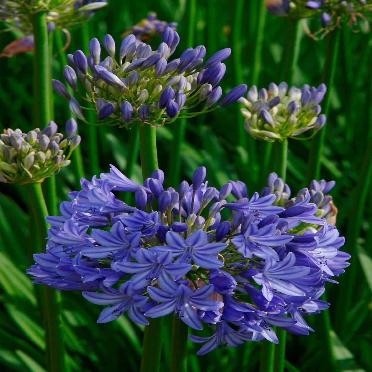 Agapanthus X Indigo Princess - View 4 from www redcrocus com