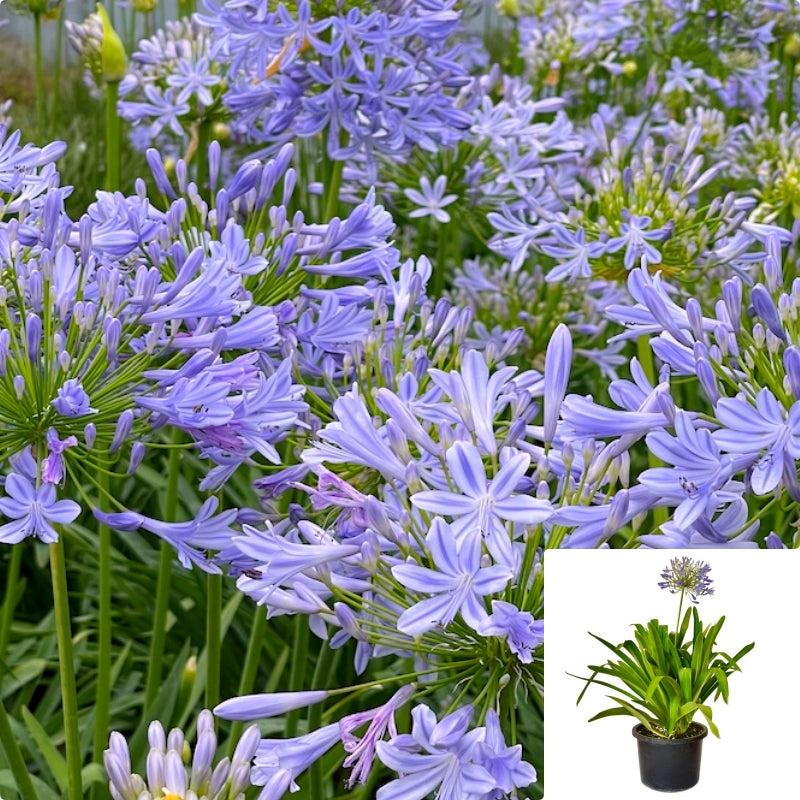 Agapanthus X Indigo Princess - View 5 from www redcrocus com