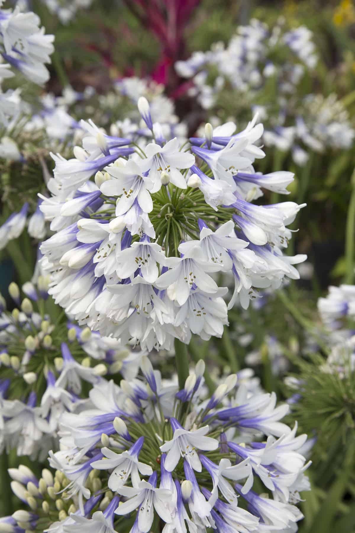 Agapanthus X Indigo Princess - View 6 from www redcrocus com