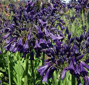 Agapanthus X Indigo Princess - View 7 from www redcrocus com