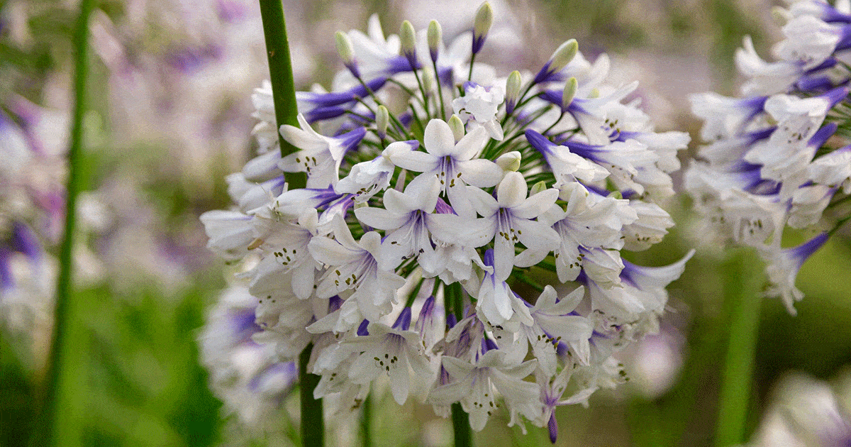Agapanthus X 'indigo Princess - View 10 from www redcrocus com