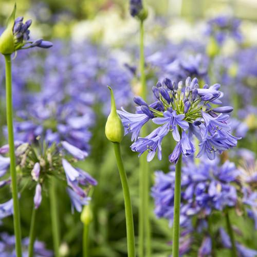 Agapanthus X 'indigo Princess - View 11 from www redcrocus com