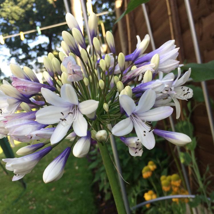 Agapanthus X 'indigo Princess - View 12 from www redcrocus com