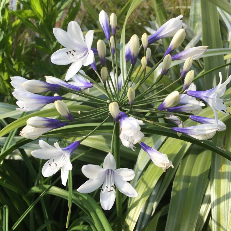Agapanthus X 'indigo Princess - View 13 from www redcrocus com