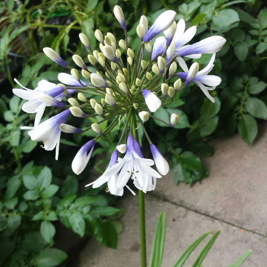 Agapanthus X 'indigo Princess - View 14 from www redcrocus com