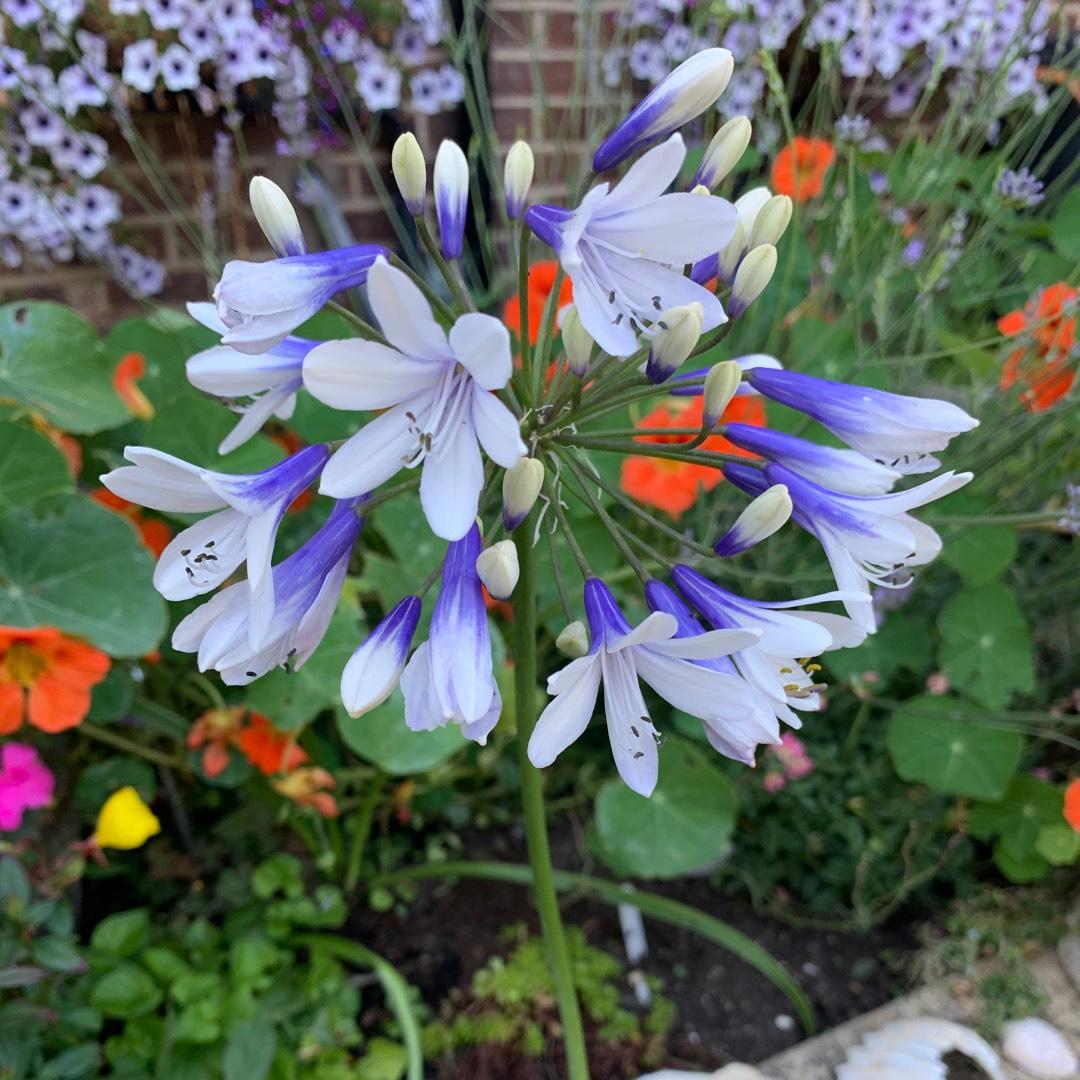 Agapanthus X 'indigo Princess - View 15 from www redcrocus com