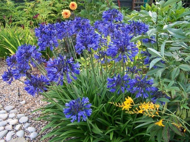 Agapanthus X 'indigo Princess - View 6 from www redcrocus com