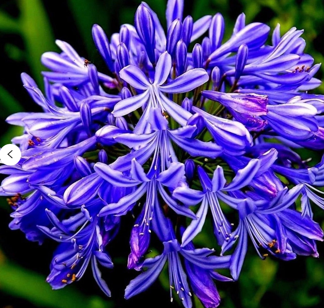 Agapanthus X 'indigo Princess - View 7 from www redcrocus com