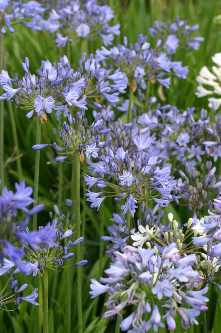 Agapanthus X 'indigo Princess - View 8 from www redcrocus com