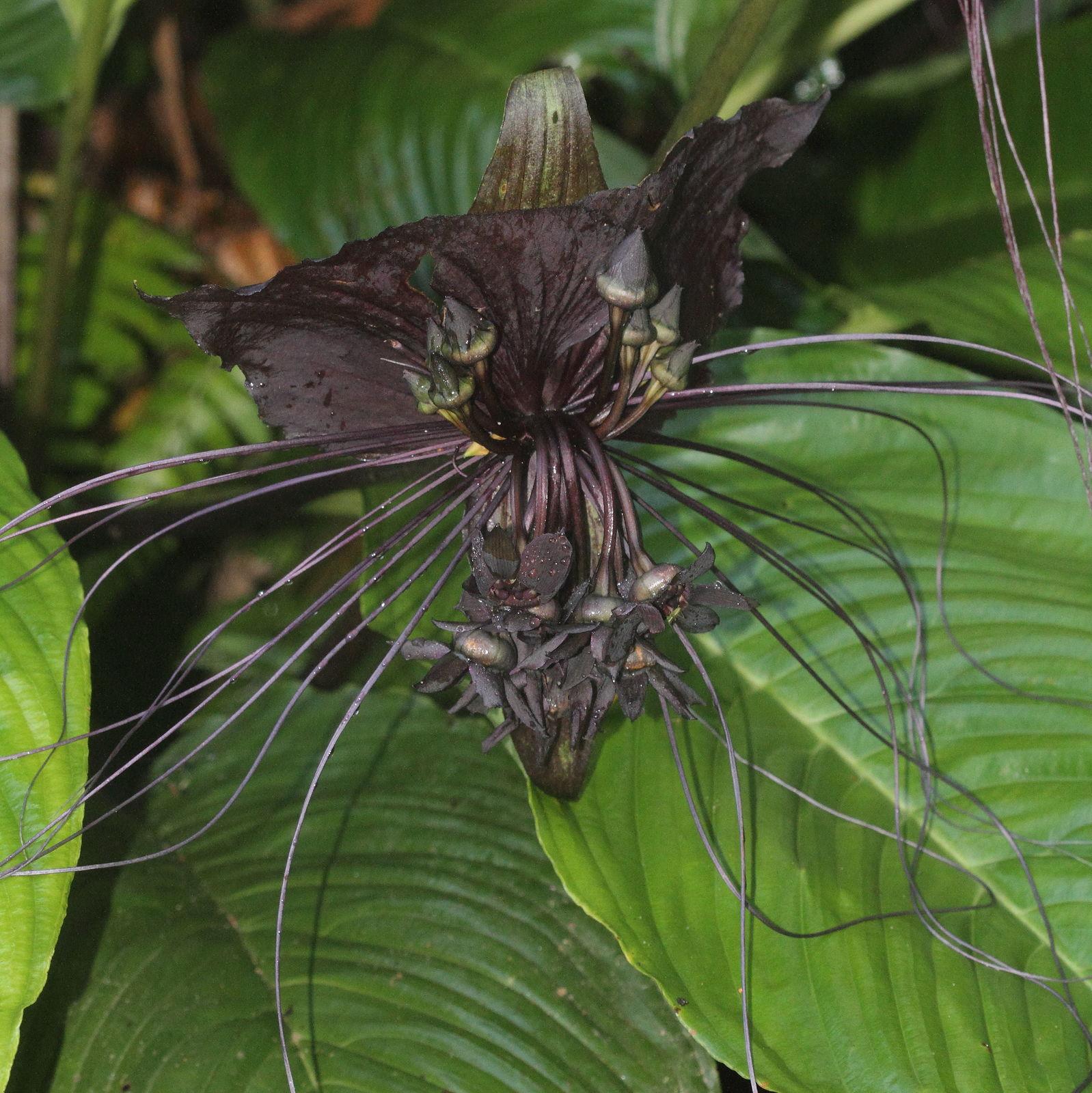 Tacca Chantrieri - View 19 from www redcrocus com