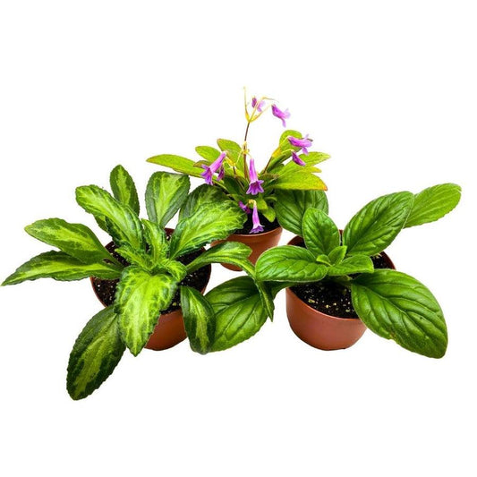 Primulina, Assorted - View 1 from www redcrocus com