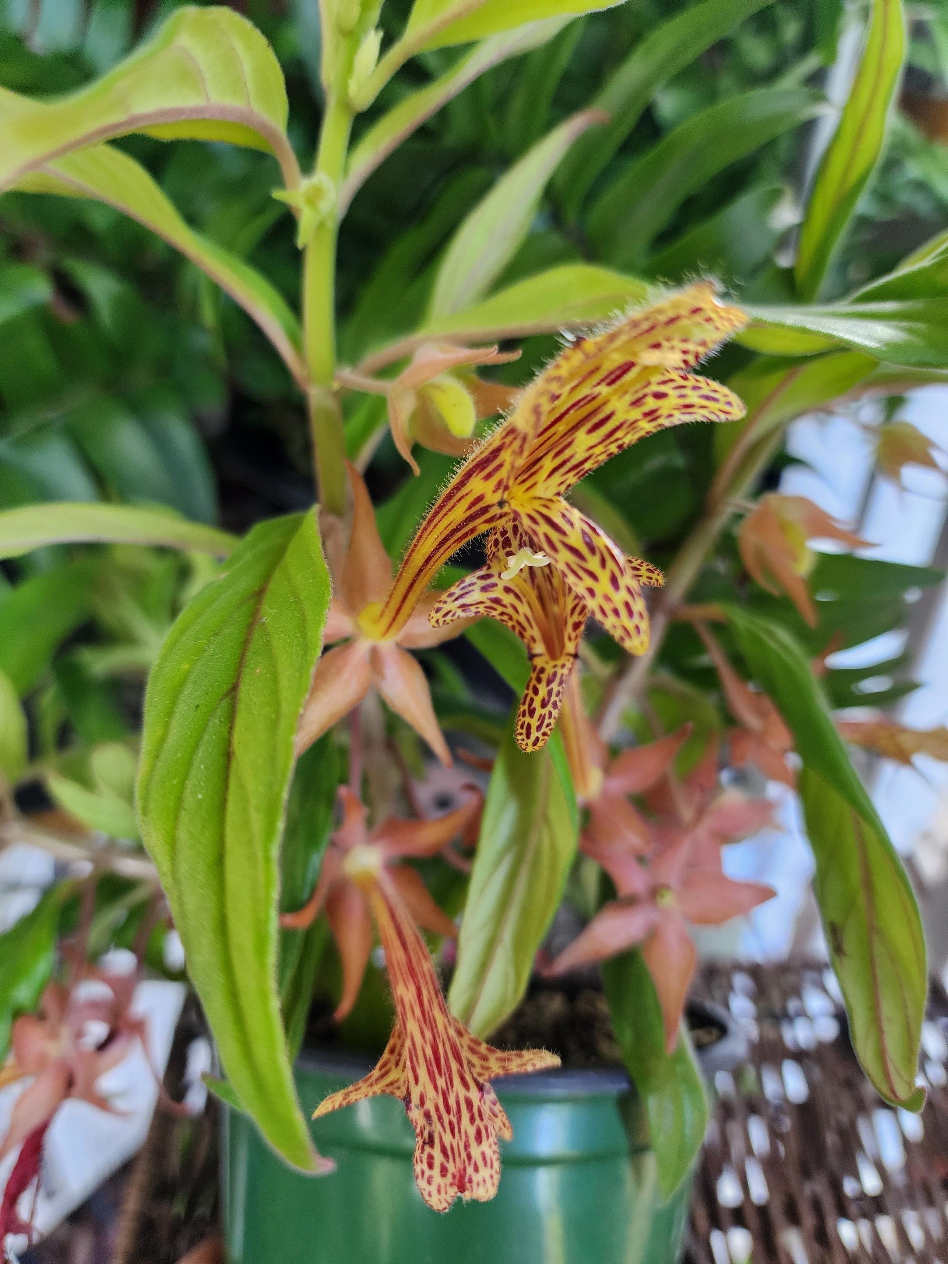 Columnea, Assorted - View 15 from www redcrocus com