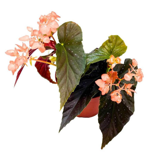 Begonia, Harmony's Angel Wing Hybrids - View 1 from www redcrocus com