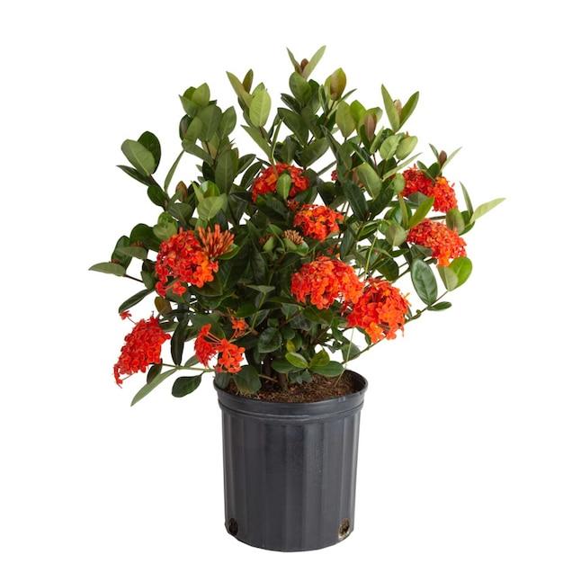Ixora, Assorted, Bush - View 10 from www redcrocus com