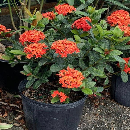 Ixora, Assorted, Bush - View 1 from www redcrocus com